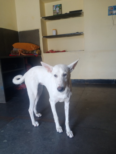 Street dog