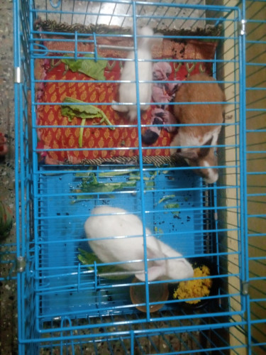 Rabbit