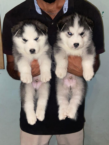 Husky