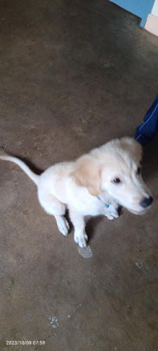Retriever