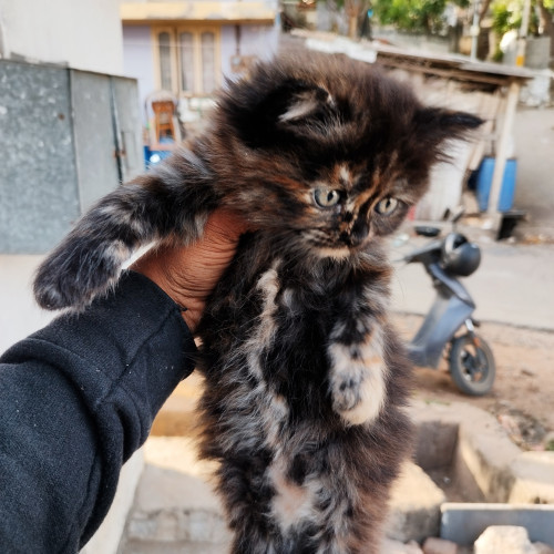 Persian cat