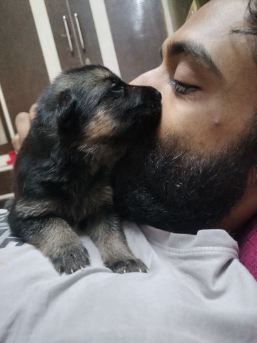 German shepherd puppies pure for sale