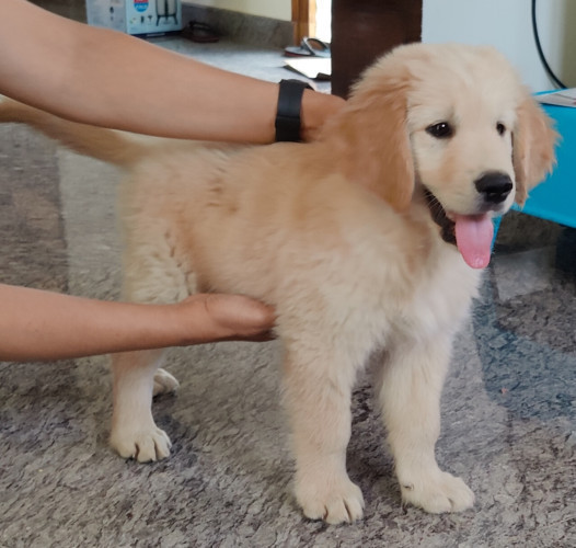 Golden retriever