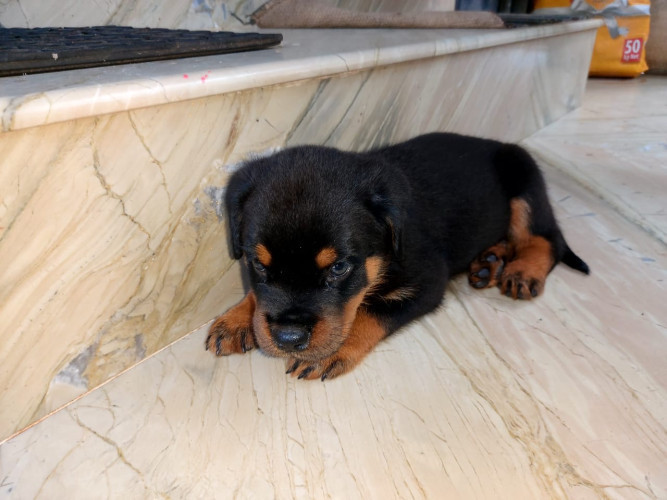 Rottweiler