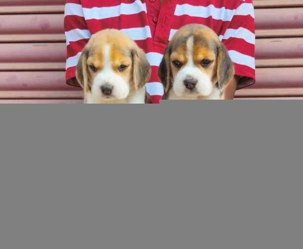 Beagle