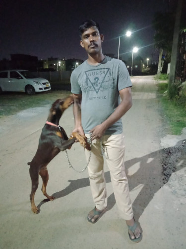 Sale for dog