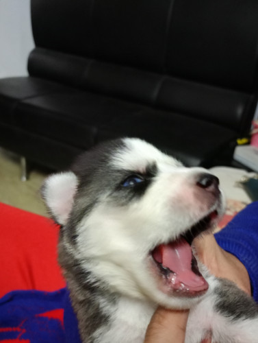 Husky puppies