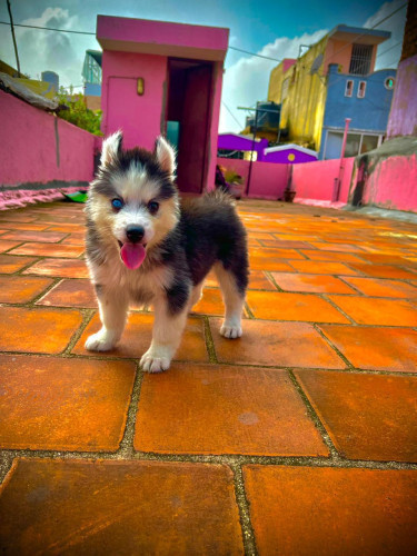 Husky wolly coat