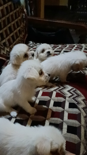 Dogs for Sale
