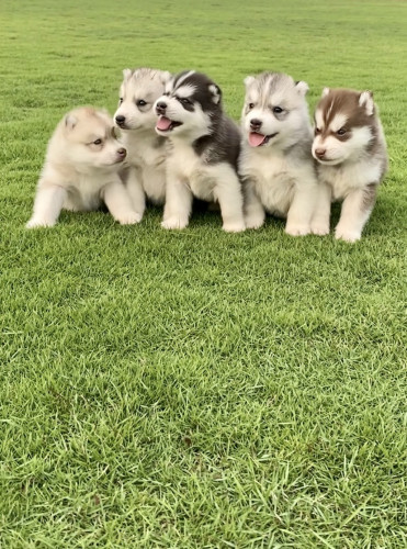 Siberian Husky pups for sale in Hyderabad