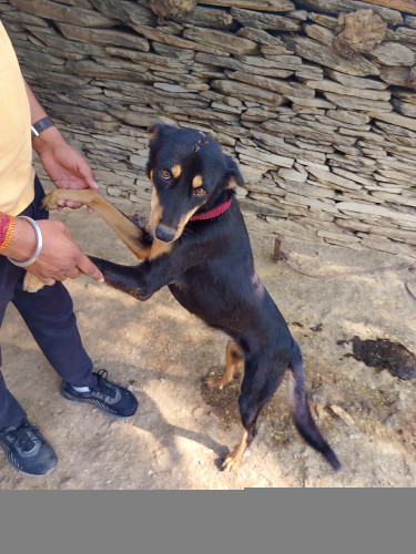 Australia dog kelpi