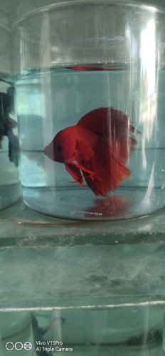 Betta fish