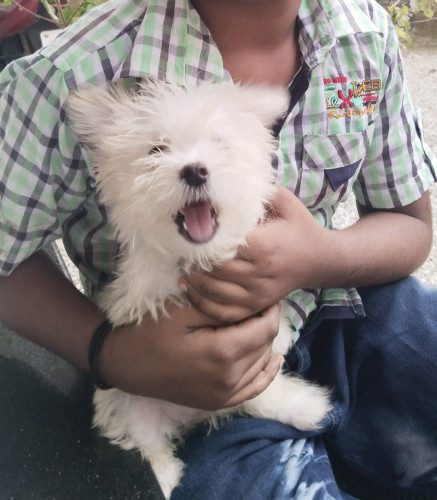Puppy for sale