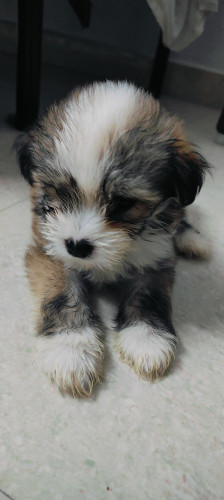Lhaso apso