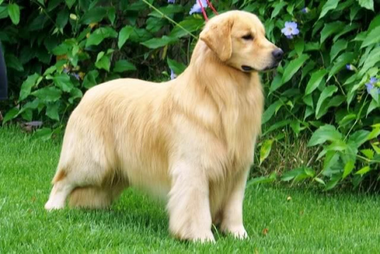 Golden Retriever Price In Bangalore