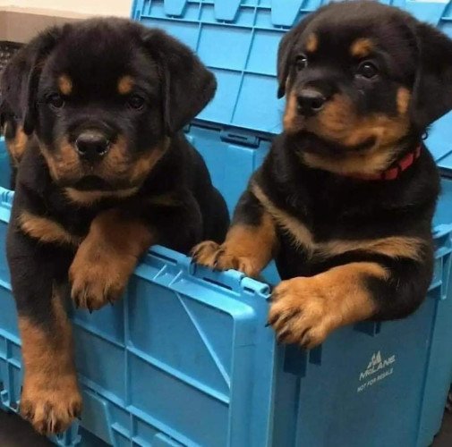 Rottweiler Price In Bangalore