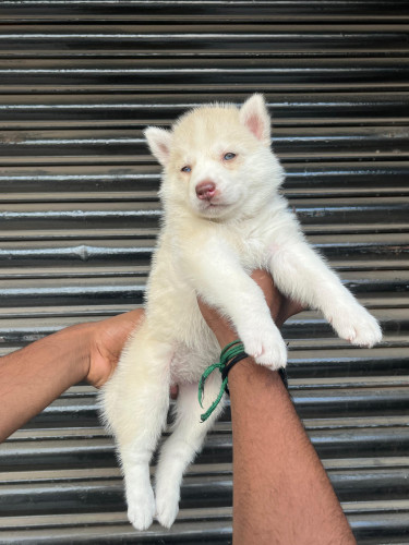 Husky