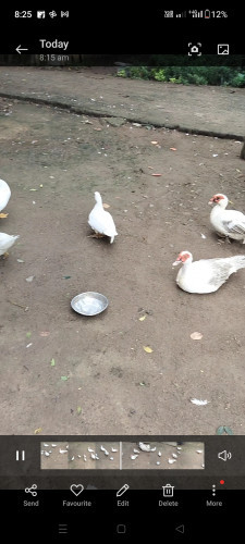 Vathu