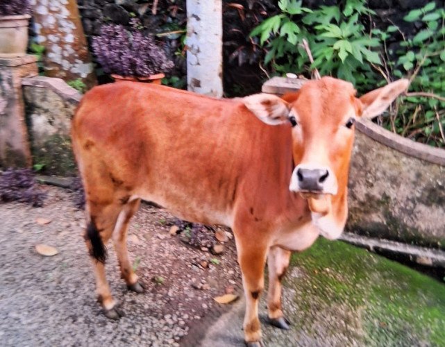 Vechoor Cow