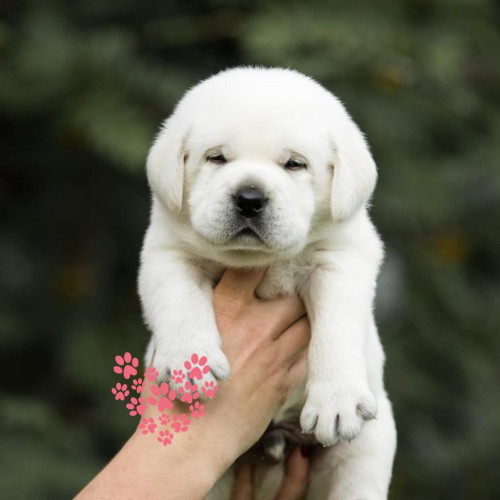 Labrador Puppies For Sale in Mumbai BEST QUALITY