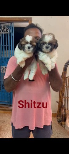 Top quality shitzu male and female puppy available location Chennai interested call 9171701728