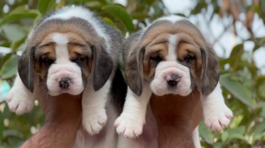 Top quality Beagle male and female puppy available location Chennai interested call 9171701728