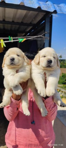 Top quality golden retriever male and female puppy available location Chennai interested call 9171701728