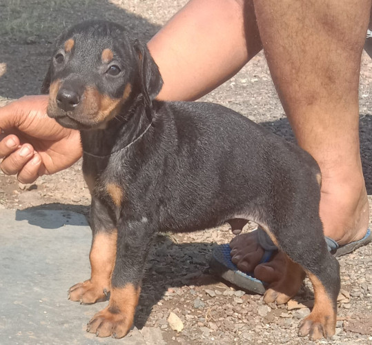 Doberman