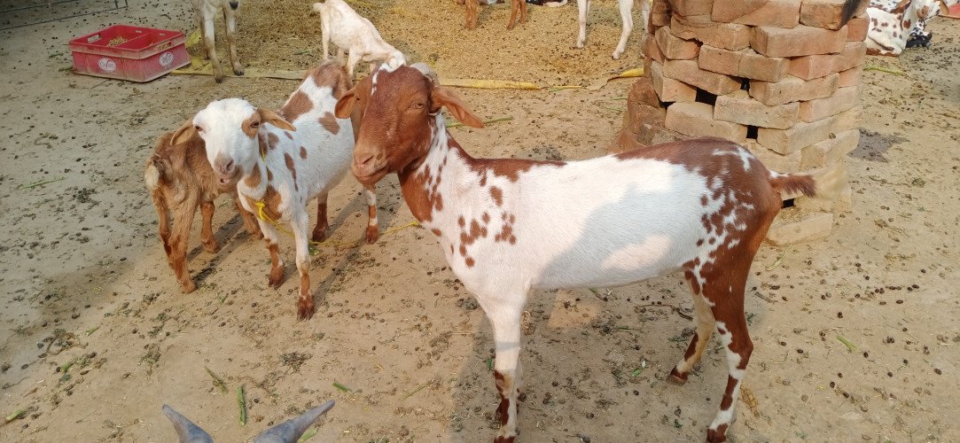 All types of Goats Breeds are available