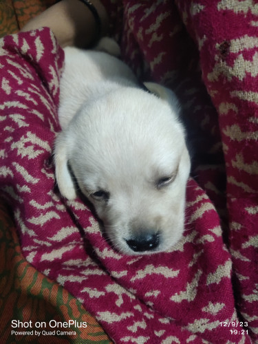 Labrador