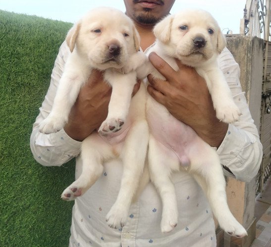 Kci hot sale registered puppies