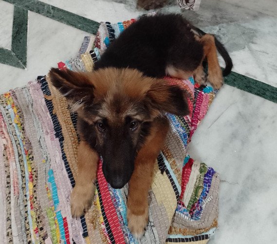 Double coat best sale german shepherd puppy