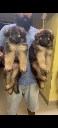 Top Quality German shepherd puppies in best price