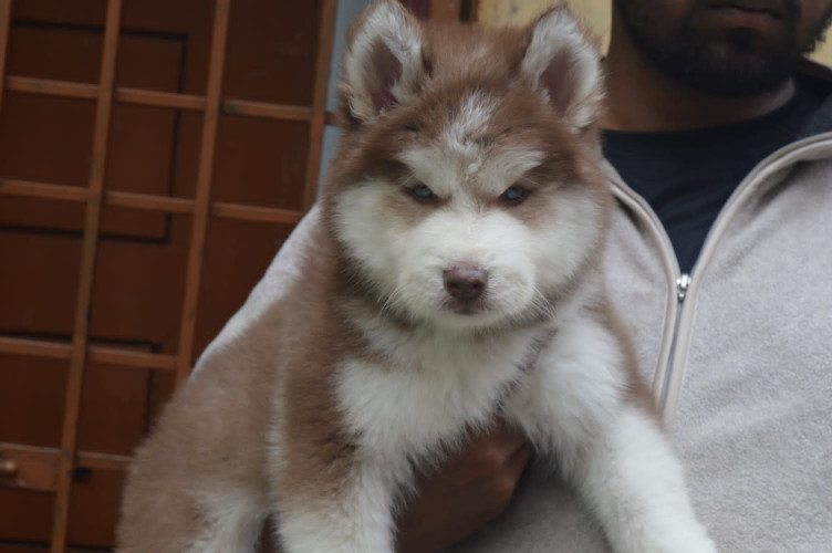 Husky
