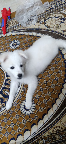 Pomeranian