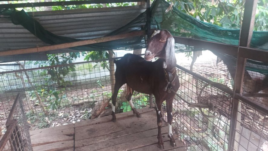 Goats for sale