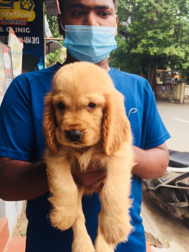 Top Quality cocker spaniel puppies Available in best price