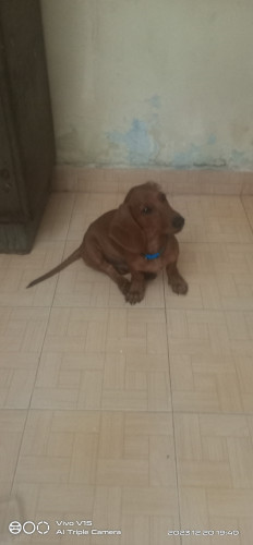 DASH HUND FOR SALE