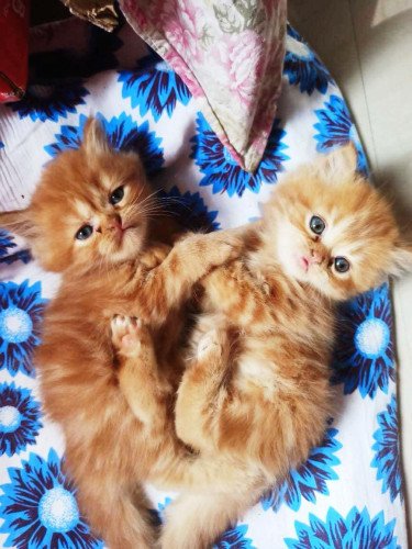 Persian cats