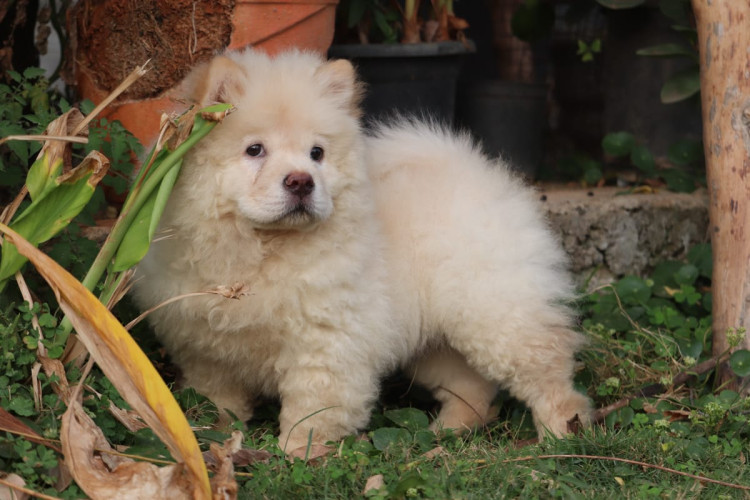 Chow Chow