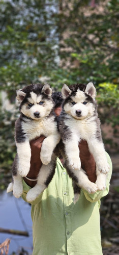 Husky