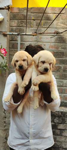 Lab