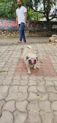Female pug