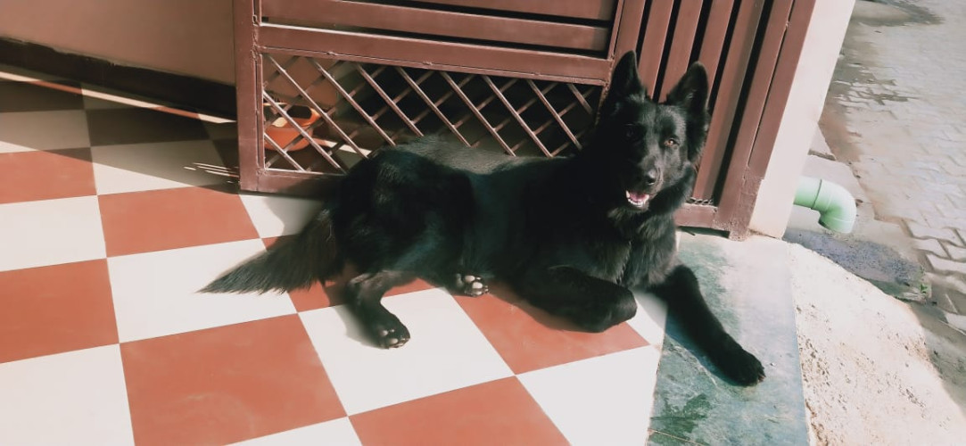 Dog for sale