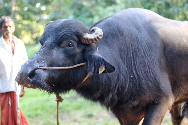 Murrah Buffalo for Sale in Kanjirappally,Kerala