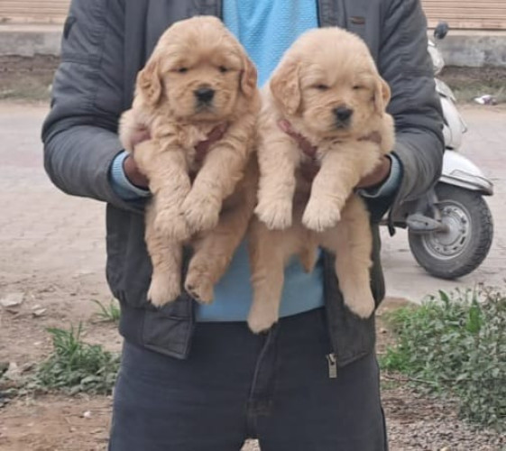 Golden Retriever
