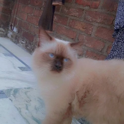 Himalayan cat