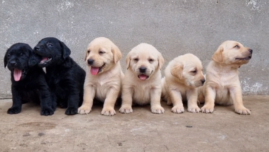 Labrador