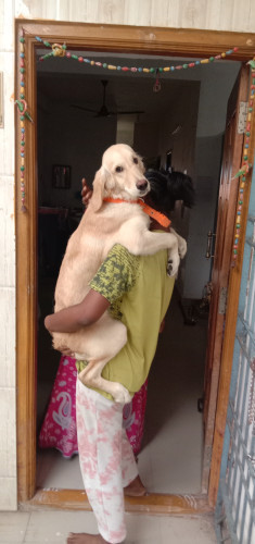 Golden retriever