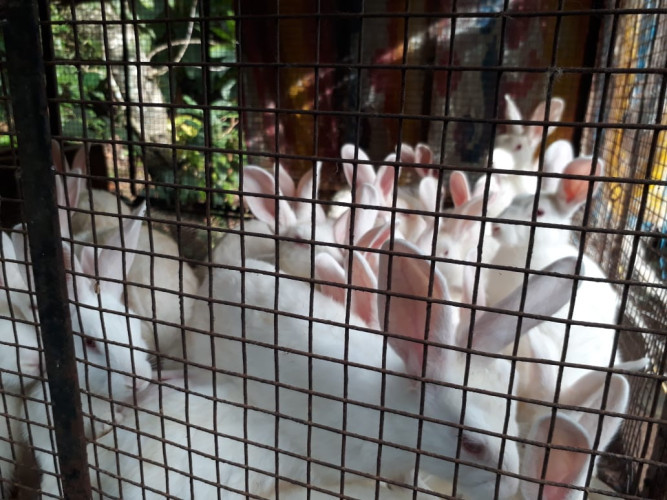 Rabbit for sale